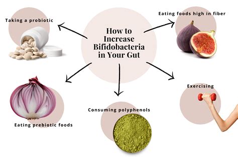 Bifidobacterium Longum-Benefits Of This Powerful Probiotic Bacteria | Prana Thrive