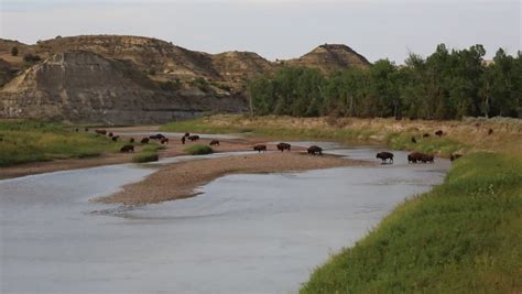 Buffalo Crossing Little Missouri River - T. Roosevelt National Park ...