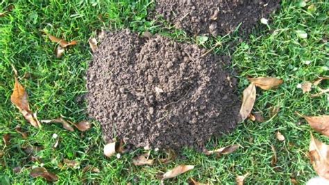 moles or voles yard difference raleigh | Critter Control of the Triad