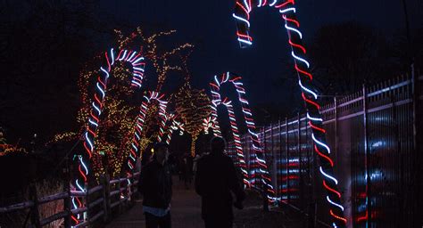 Chicago's Beloved ZooLights Event Is Coming Back Bigger & Better This ...