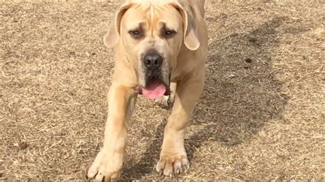 Neapolitan Mastiff Rottweiler Mix