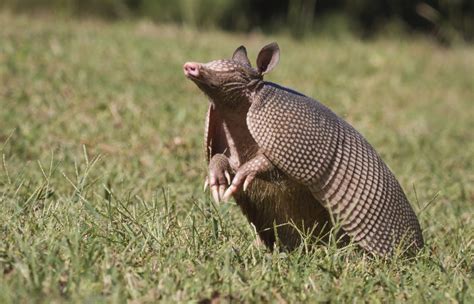 Nine-Banded Armadillos Thrive in Florida - Drive-Bye Pest Exterminators