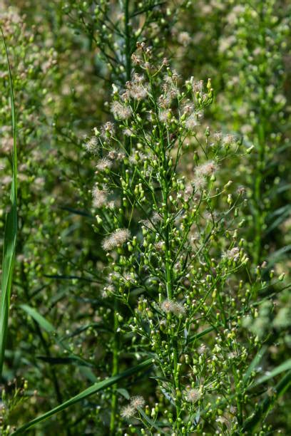 70+ Marestail Weed Stock Photos, Pictures & Royalty-Free Images - iStock