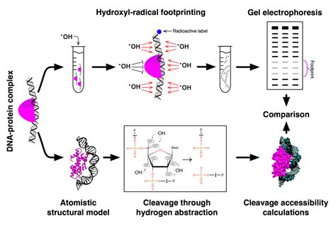 Dna Footprinting / This technique has been used in diverse medical fields and research areas ...