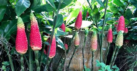 How To Plant Shampoo Ginger Lily Seeds