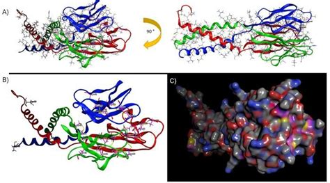 Resistin trimer modeled from PDB:1RGX. (A) Potential sites on the ...