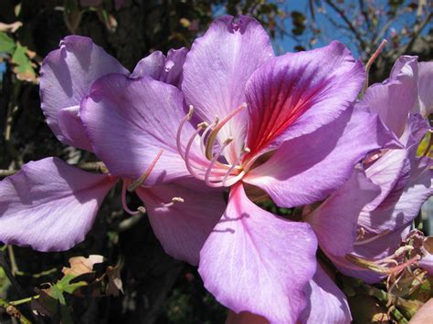 Purple Orchid Tree, Bauhinia purpurea