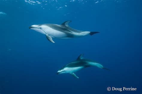 Pacific White Sided Dolphin Underwater