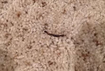 Earthworms Found in Carpet After Rain Storm - All About Worms