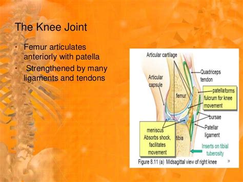 Diarthrotic Joints