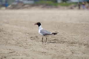 Galveston beaches – Hidden Beach