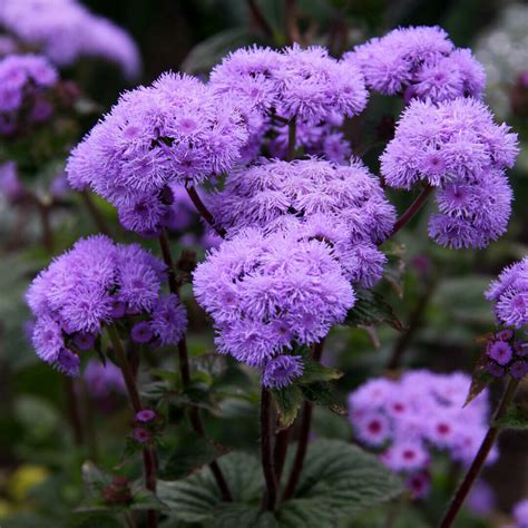 Ageratum Mixed Seeds | Shop - Country Garden UK