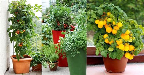 Best Tomato Varieties For Containers | Balcony Garden Web