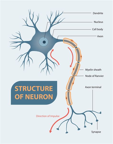 Structure of neuron 20874163 Vector Art at Vecteezy