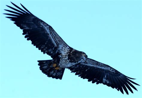 Juvenile Bald Eagle with a full wingspan (IMG_1543a) - a photo on Flickriver