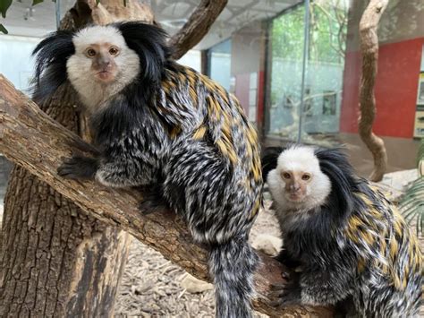 Animal of the Week – Marmoset – The Egalitarian