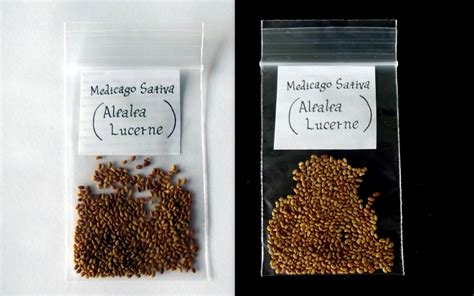 Lucerne Alfalfa Medicago Sativa Seeds | Fair Dinkum Seeds