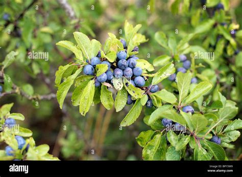 Sloe berries on a bush, UK Stock Photo - Alamy