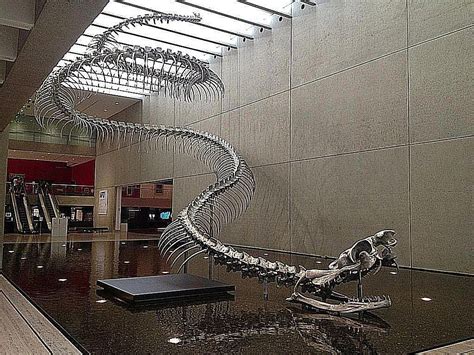 Snakes: Fossil of largest snake found in Colombia