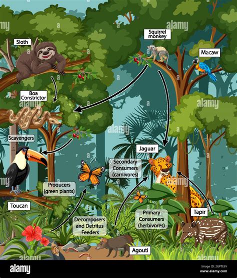 19+ Rainforest Food Web Diagram - ZhuKaitlin