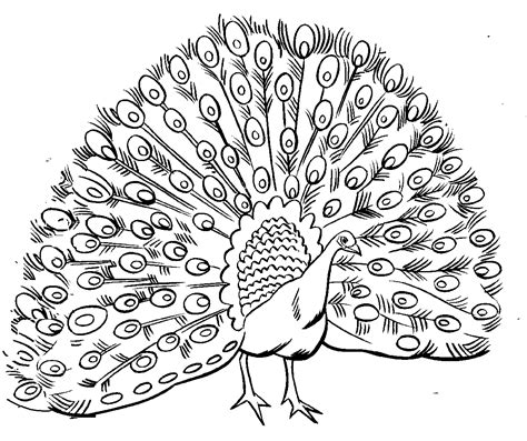 Arthur's Free B&W Poultry clip art page 2 | Peacock coloring pages, Animal coloring pages ...