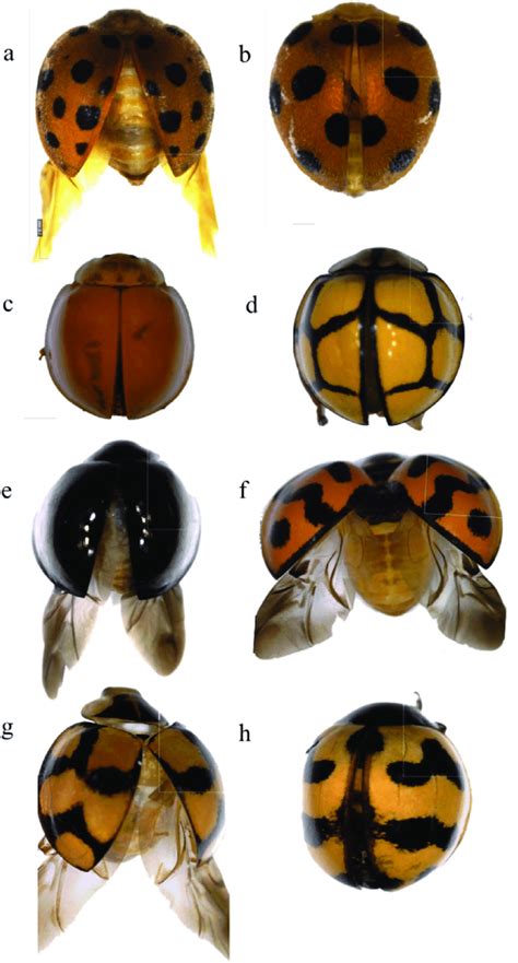 Ladybug species a) Henosepilachna vigintioctopunctata, b)... | Download ...