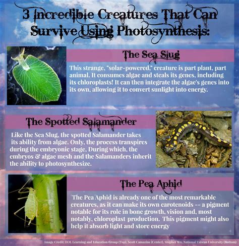 Photosynthetic Animals Infographic | Photosynthesis, Life science ...