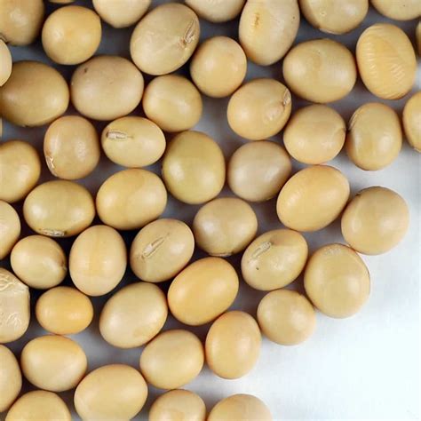 Soybean Seeds - 30 g Packet ~175 Seeds - Organic, Non-GMO - Sprouting ...