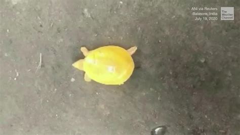 Rare, Yellow and Just Found in India - Videos from The Weather Channel