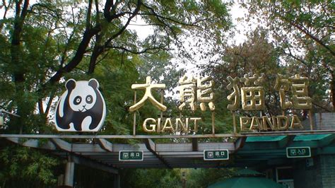 Giant Panda House at the Beijing Zoo - YouTube