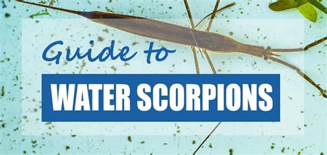 Water Scorpion Facts & Information (Nepidae) - Pond Informer