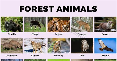 Forest Animals: List Of 40 Animals Living In The Forest My English Tutors | atelier-yuwa.ciao.jp