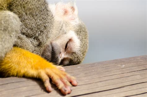 Sleeping Squirrel Monkey Free Stock Photo - Public Domain Pictures