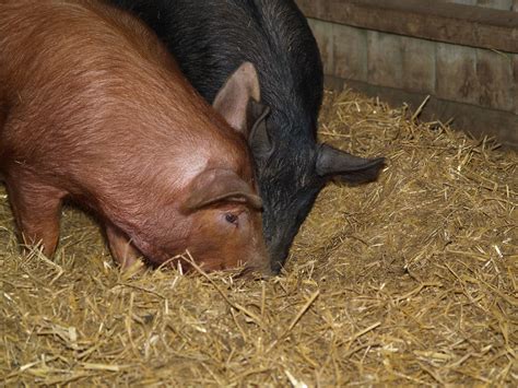 Truffle Hunting | pigs at west lodge rural center | Keith Park | Flickr