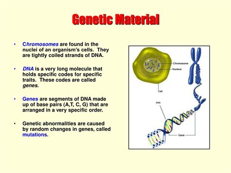 PPT - Genetic Material PowerPoint Presentation, free download - ID:1403950