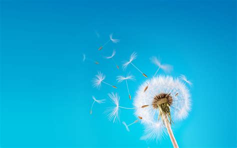 Dandelion Seeds wallpaper | 1920x1200 | #78207