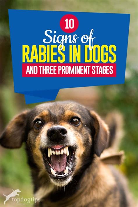 10 Signs of Rabies in Dogs and Their Three Prominent Stages