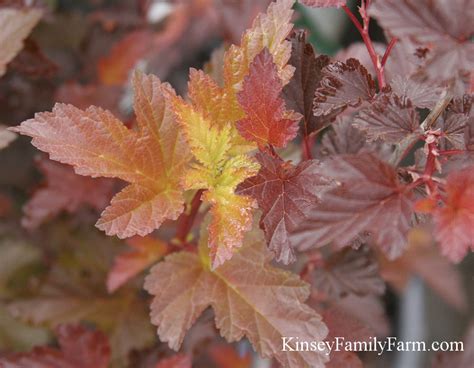 Ninebark Shrub Varieties for Sale Georgia | Kinsey Family Farm