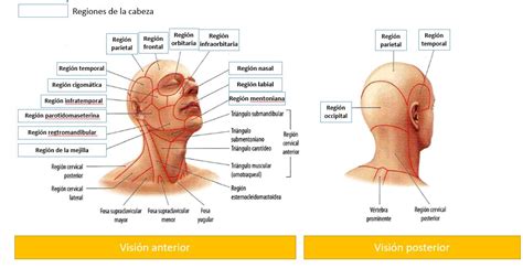 Regiones de la cabeza | Dolopedia