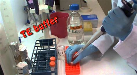 DNA extraction in the lab - YouTube