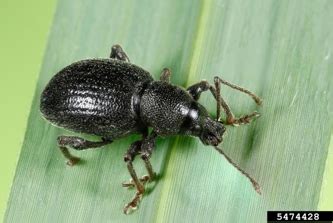 Black Vine Weevil | Home and Garden Education Center