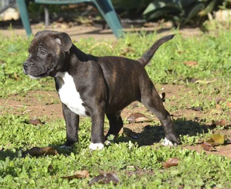 Staffordshire Bull Terrier Breeders Australia | Staffordshire Bull Terrier Info & puppies