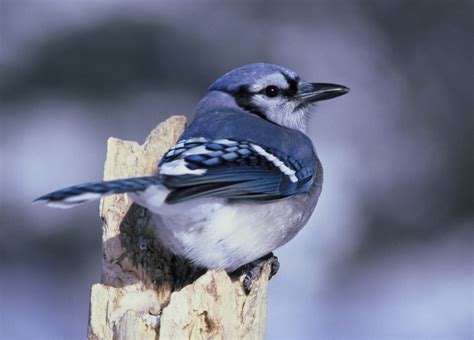 Bird Sounds and Songs of the Blue Jay | The Old Farmer's Almanac