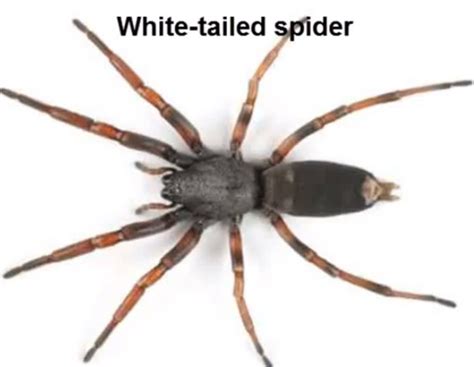 White Tail Spider Bite - Pictures, Symptoms, Causes, Treatment