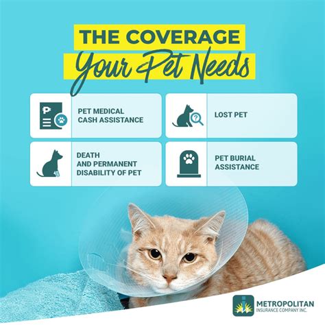 Cat PURRtection | Metropolitan Insurance Company Inc. (MICI)