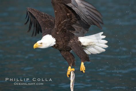 Bald eagle carrying a fish, Haliaeetus leucocephalus, Kenai Peninsula ...