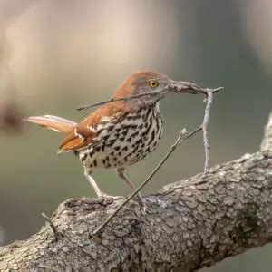 Brown Thrasher - Facts, Diet, Habitat & Pictures on Animalia.bio