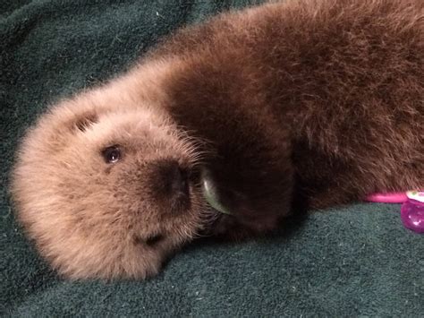 Adorable baby sea otter to call Vancouver Aquarium home (PHOTOS ...