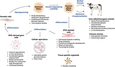 Frontiers | Induced pluripotent stem cells from domesticated ruminants ...