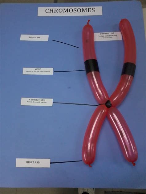 Share & Tell: Building a model of chromosome.